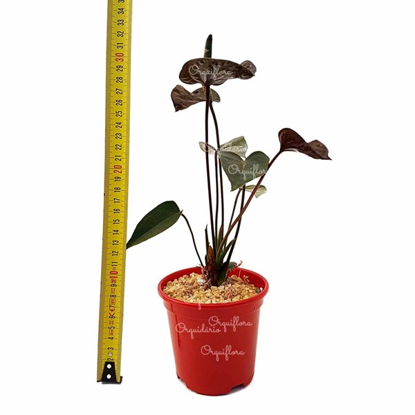 Mini Anturio Negro Muda Jovem Florida Planta Natural No Vaso