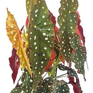 Begonia Maculata Planta Adulta Natural Exótica