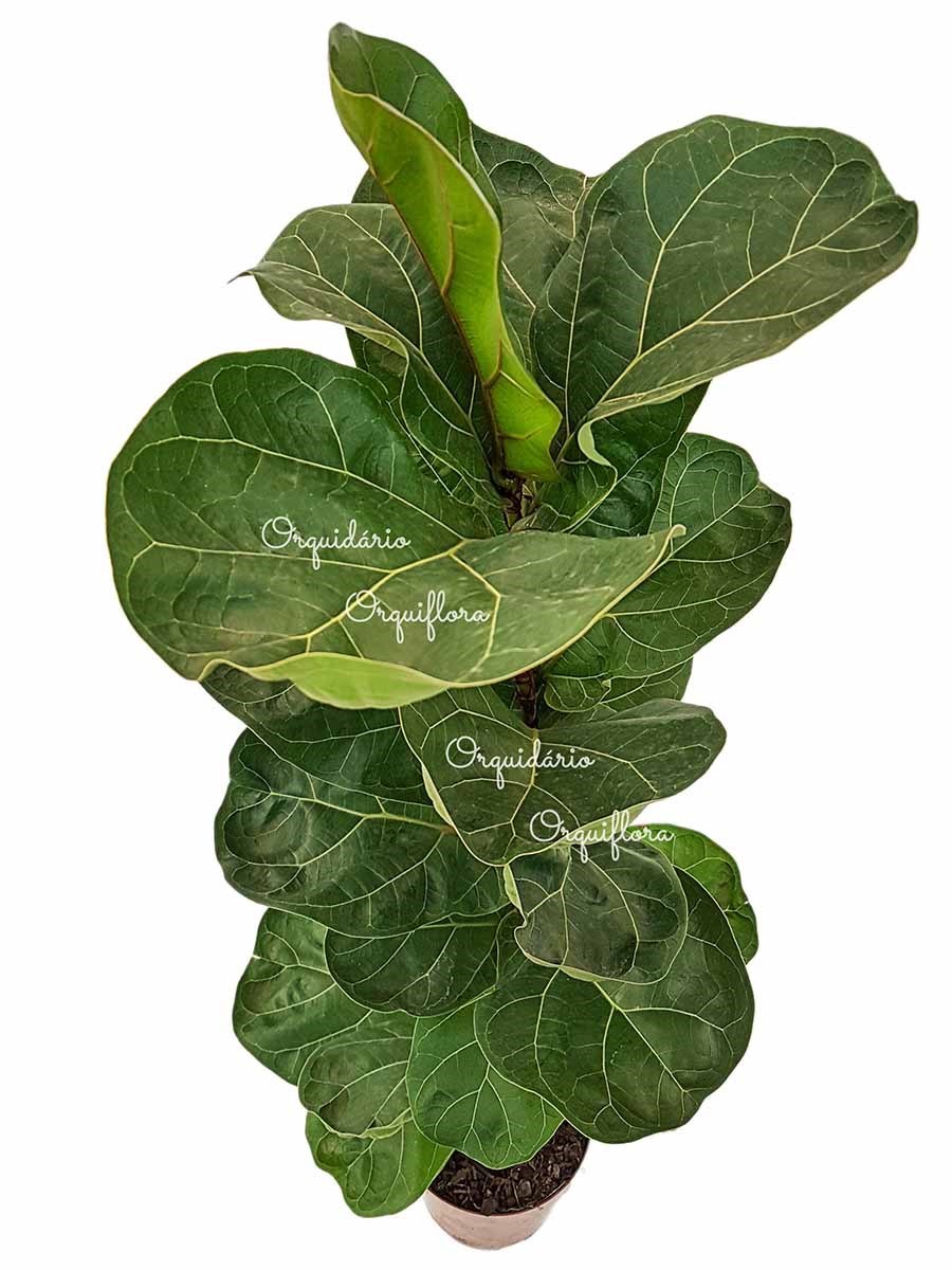 Muda Ficus lyrata Figueira-Lira Planta Natural Ornamental