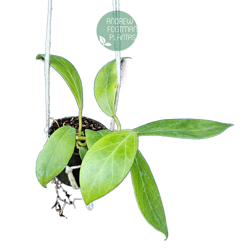 Flor de cera Hoya obscura - muda enraizada no pote nº 6