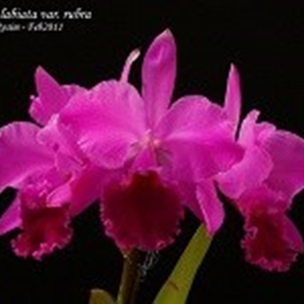 Cattleya labiata Rubra x Rubra