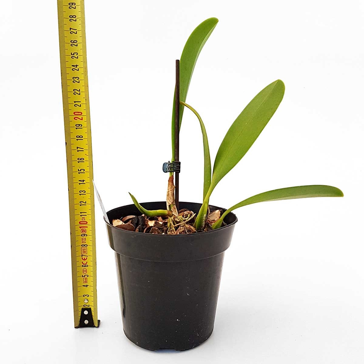 Orquídea Bulbophyllum grandiflorum Planta Adulta Com Vaso