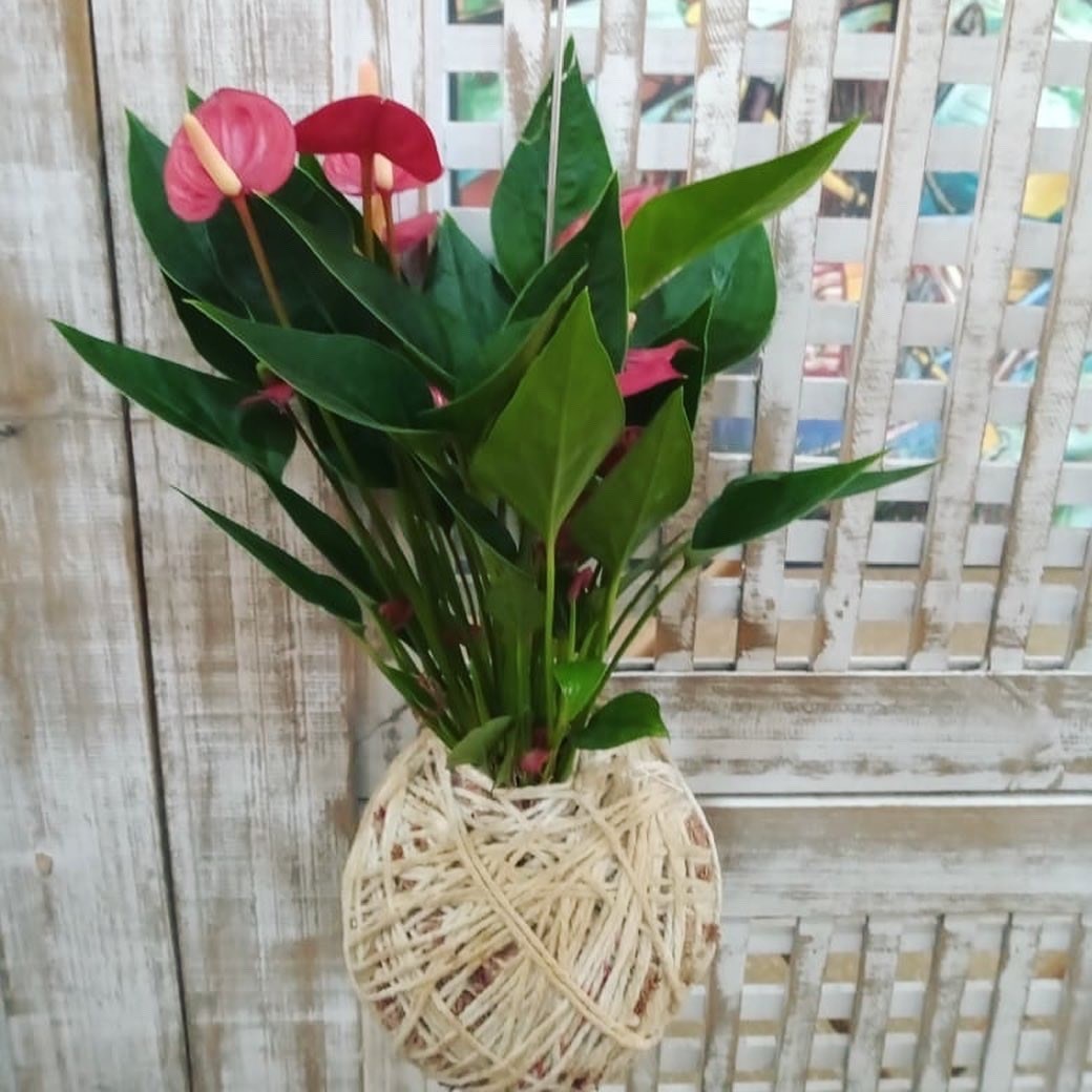 Kokedama de Mini Antúrio