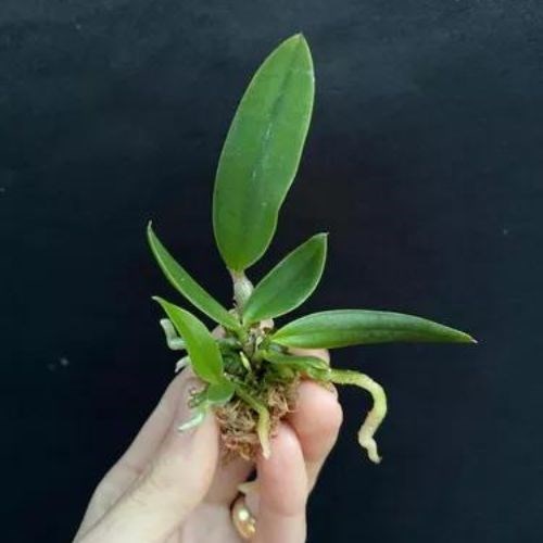 Kit Com 6 Mudas De Orquídea Cattleya Pintada Para Replantar