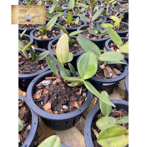 Orquídea Cattleya amethystoglossa Áurea Self  T3