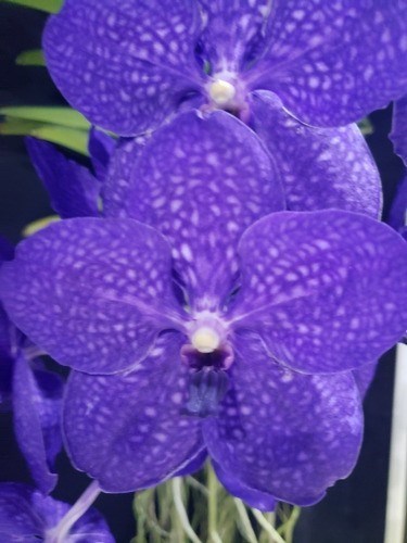 Fertilizante Forth Cote 15-09-12 100% Osmocote 5 Meses 400g