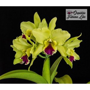 Orquídea B.L.C. mem. Helen Brown “Seatara”