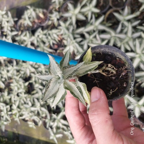 Aspidogyne agentea - Jewel Orchid - Orquídea Joia - Adulto