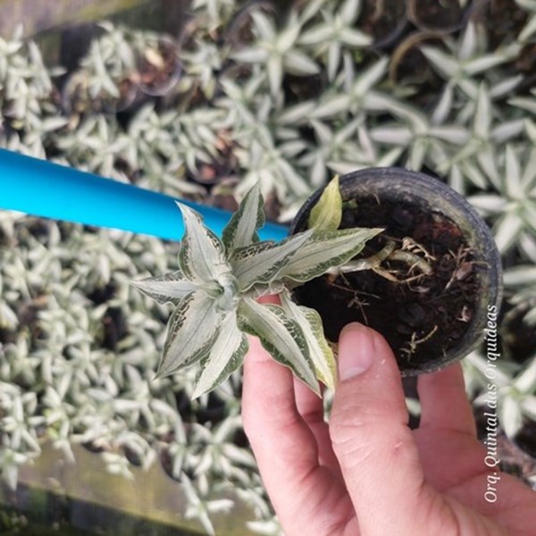 Aspidogyne agentea - Jewel Orchid - Orquídea Joia - Adulto