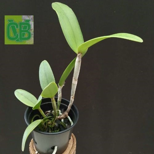 Cattleya intermedia pelorica x Cattleya amethystoglossa multiflora