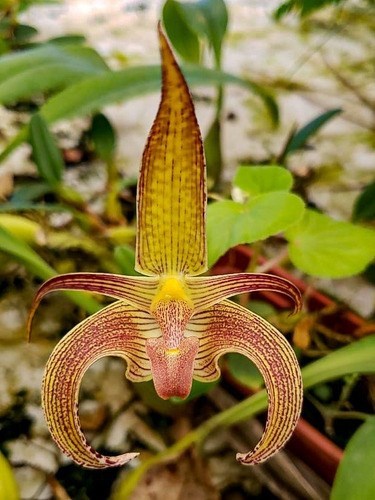 Orquídea Bulbophyllum Wilmar Galaxy Planta Adulta Exótica