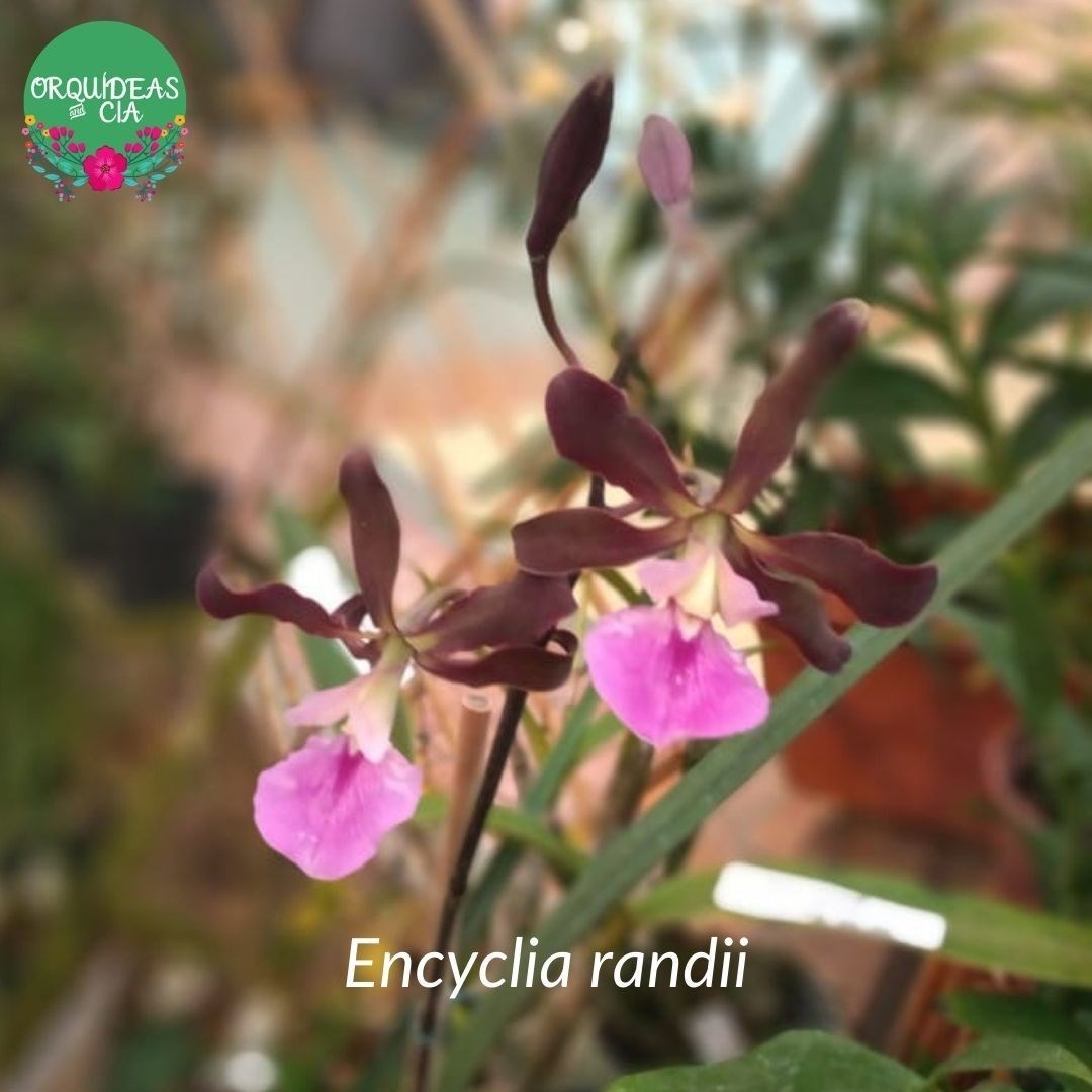 Orquídea Encyclia randii