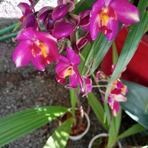 Spatoglotis exótica (cores diversas)