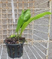 Stanhopea lietzei  alba x sef