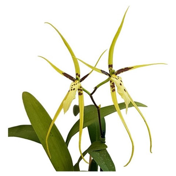 Orquídea Aranha Brassia Planta Adulta Exótica - Orquiloja