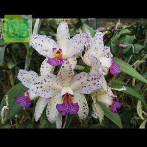 Orquídea Cattleya amethystoglossa ( coerulia x coerulia )- S6940