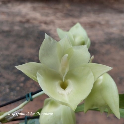 Catasetum Pileatum sp white - Adulto