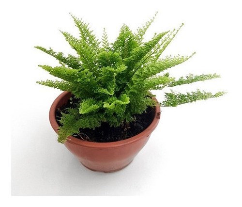 Mini Samambaia Havaiana Planta Natural