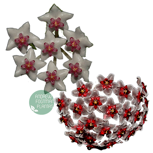 Combo das flores de cera Hoya bella e Hoya pubicalix 'Red Button' mudas enraizadas no pote nº 6