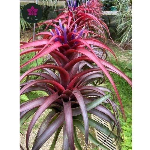 Tillandsia Captata Red King Dragon 