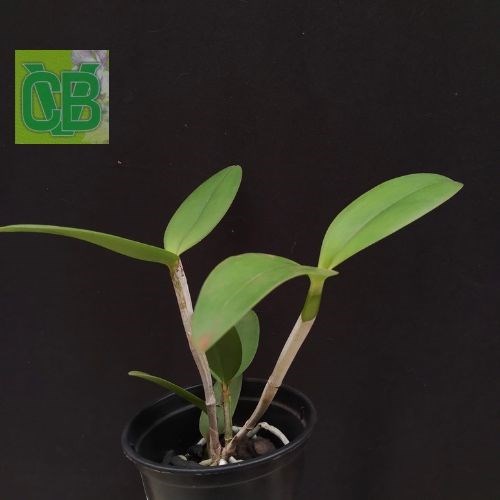 Cattleya Intermedia coerulia pelorica x Cattleya amethystoglossa coerulia