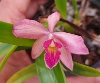 Registro Disponível: Soph. brevipedenculata x Encyclia dichroma