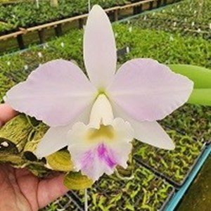 Registro Disponível: Cattleya warneri x Hadrolaelia alaorii