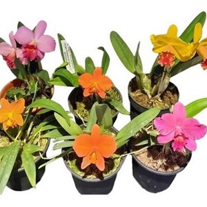 Kit 6 Mini Cattleyas (Sophonites E Híbridos De Sophonites).