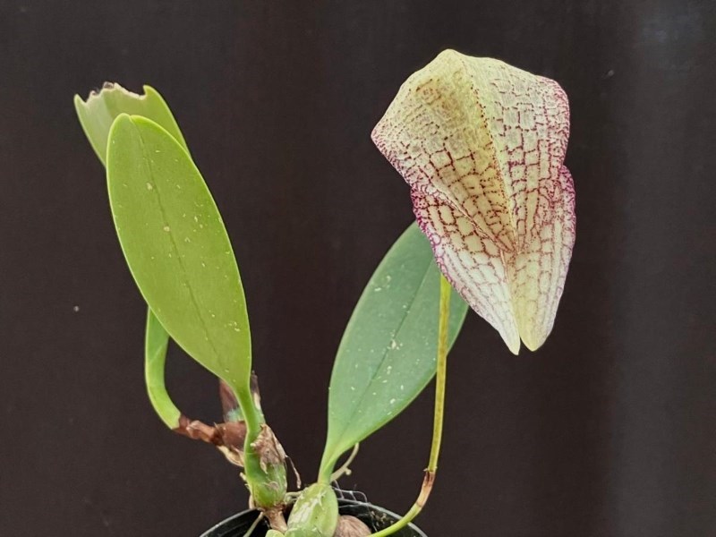 Bulbophyllum (afarkianum x cominsii)