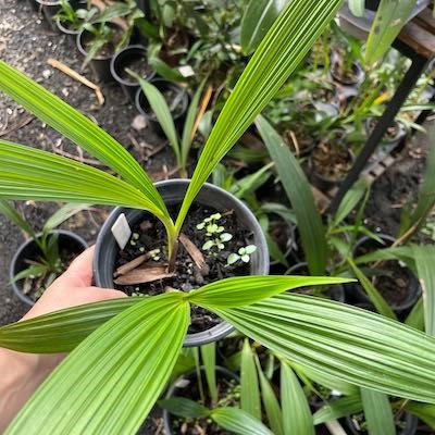Spathoglottis plicata (Spatoglotis / Grapete) cheiro de uva