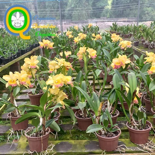 Rth. Santa Cruz Kazuhik x Rlc. Chunyeah - ADULTO