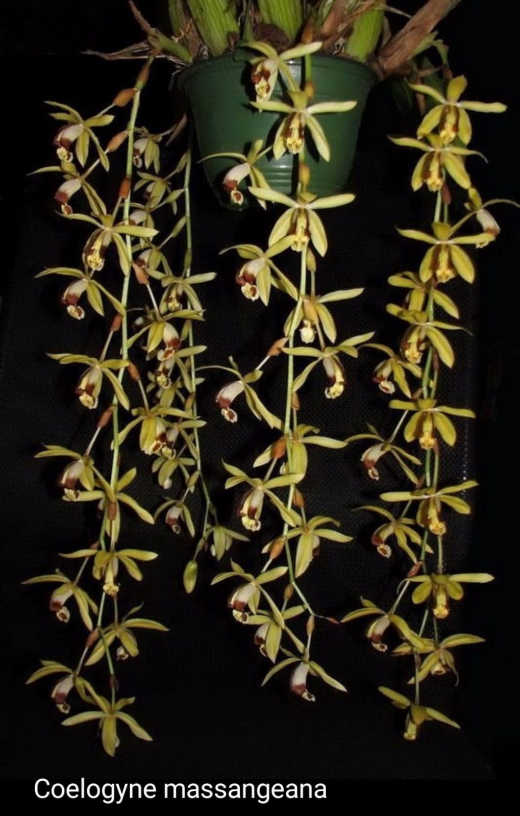 Orquídea Coelogyne massangeana