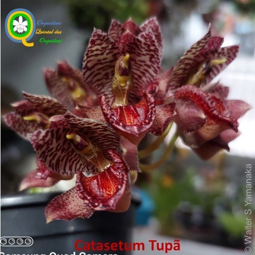 Catasetum Tupã - adulto