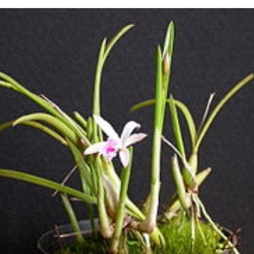 Orquídea Microlaelia lundii Tipo