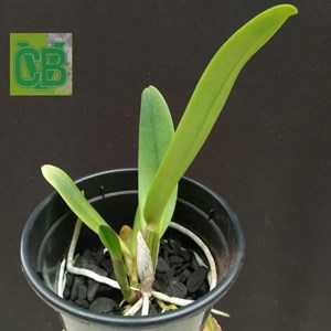 Orquídea Cattleya Turandot Guaxupe x BC Horacio - S6828