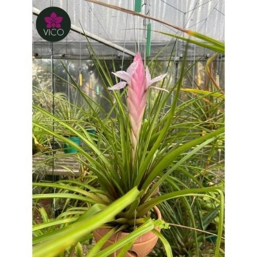 Tillandsia Anceps
