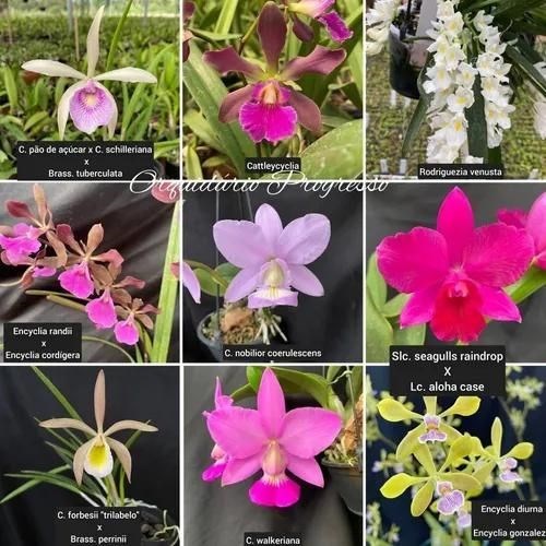 Kit com 10 Mudas De Orquídea Para Replantar