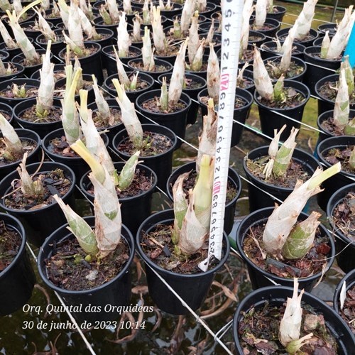 Clowesetum Cosmic Sunlight - Adulto