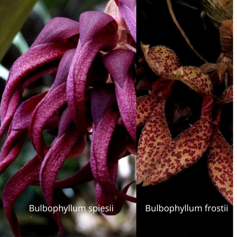 Bulbophyllum (spiesii x frostii)