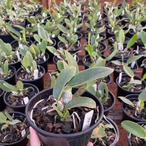 Orquídea Cattleya walkeriana Equilíbrio X Cw.top Coerulea X Cw.xisto Redonda