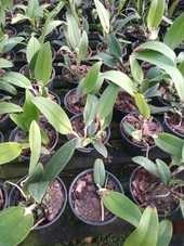 Orquídea Coilostylis ciliaris (Epidendrum ciliare)