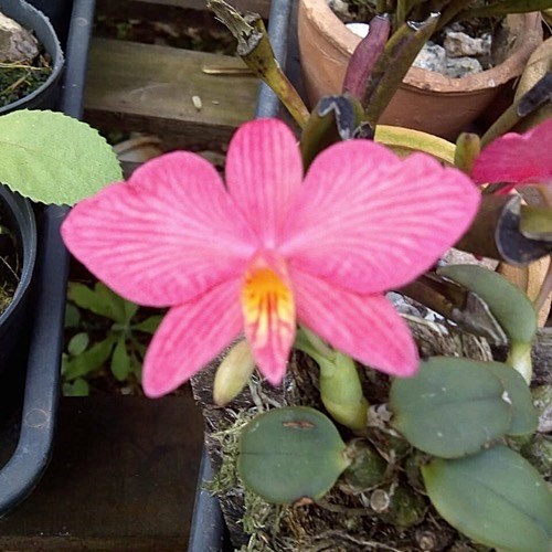 Sophronitis wittigiana