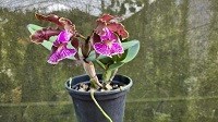Cattleya schilleriana tipo