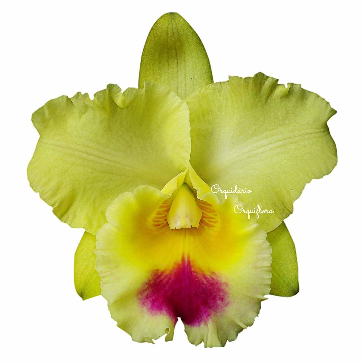 Muda Orquídea Cattleya Blc. Goldenzelle Flor Amarela