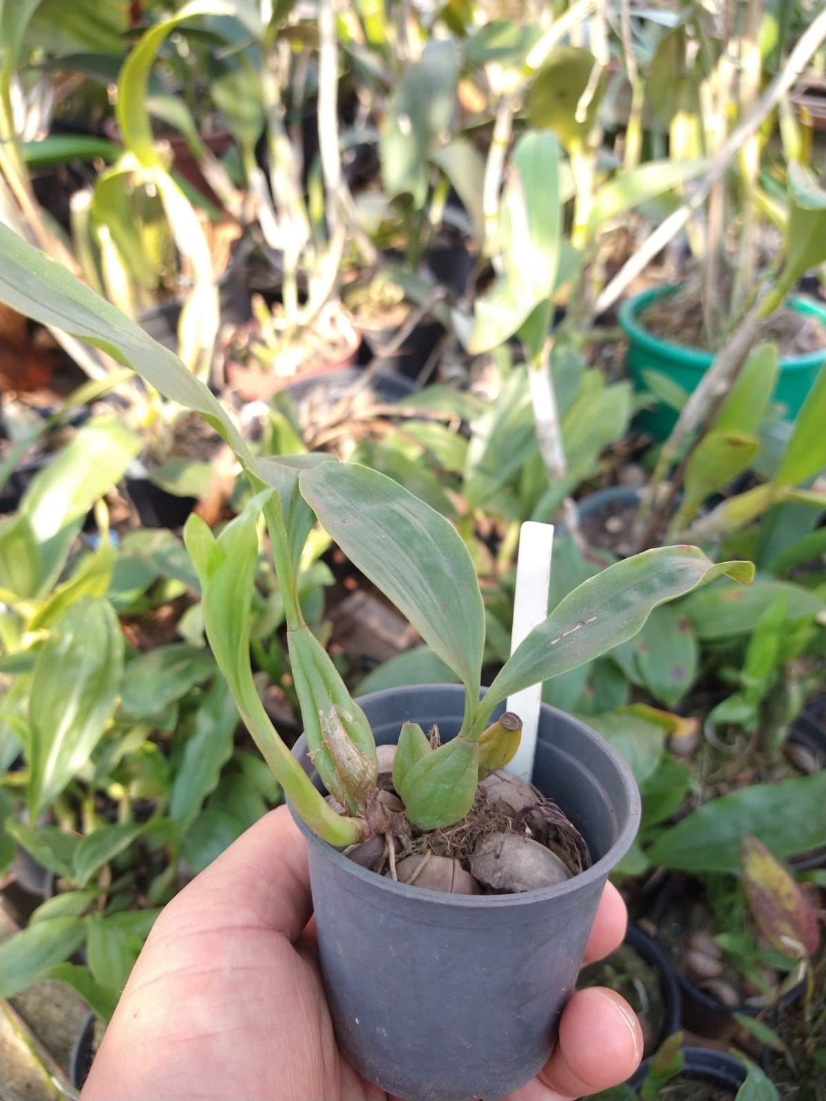 Orquídea Pholidota chinensis