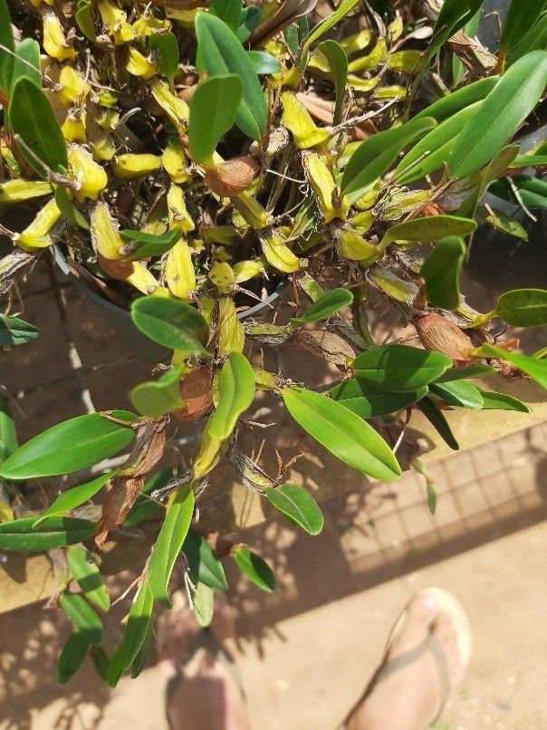 Orquídea Epigeneium nakaharae (touceira)