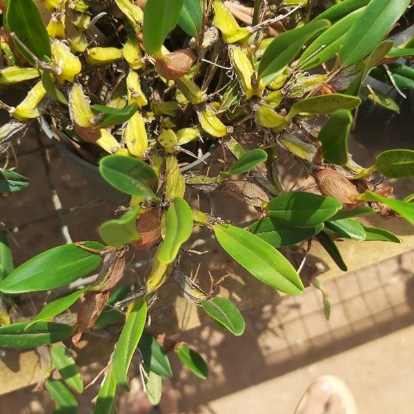 Orquídea Epigeneium nakaharae (touceira)
