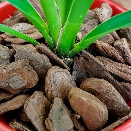 Substrato Casca De Pinus Para Plantas E Orquídeas 5 Litros