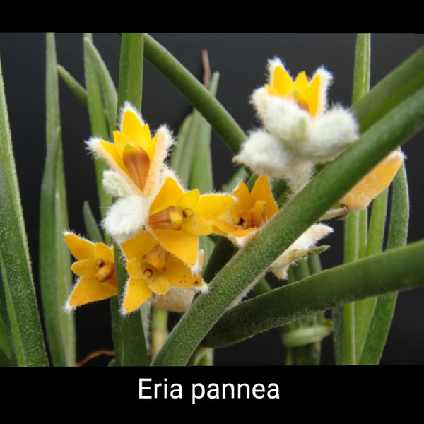 Porno shokolad 2 Tailandlik yosh ayollar bilan jinsiy aloqa