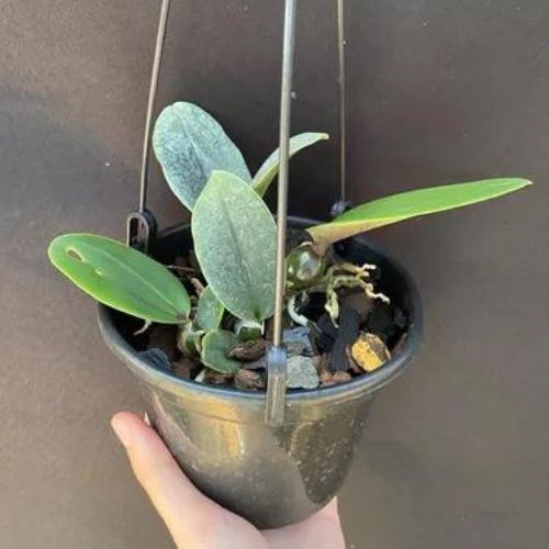 Orquídea Cattleya walkeriana Cambará X Cw. Comadre X Cw. Larissa Meristema